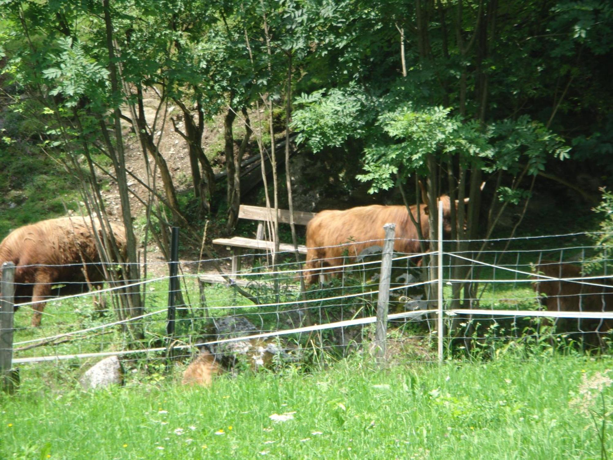 Ferienhaus Höllbacher